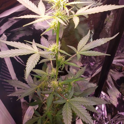 OG COOKIES - 01121 growlog photo: 22 inches and nicely budding. The reflective screen hitting led light to all lower branches. Watering cycle every other day with pH balanced water. 