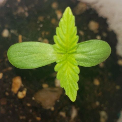 OG COOKIES - 022321 growlog photo: The cotyledon leaves are germinating richly green and thriving in natural sunlight during day and shared LED Light during evening.  Growing rapidly. Using dehumidified pH balanced water. Substrate is mixed perlite and Ocean Grown. 2 inches tall.