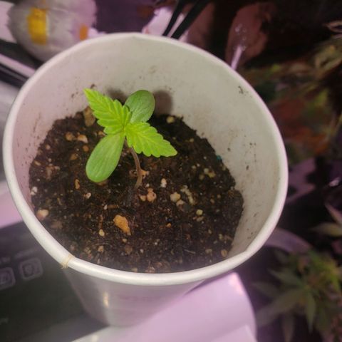OG COOKIES - 022321 growlog photo: Quickly developing fan leaves. Two noticable buds also have two more leaves beginning to poke up through the two larger ones. Looks like I'll be beginning the vegetative cycle sooner than anticipated. 