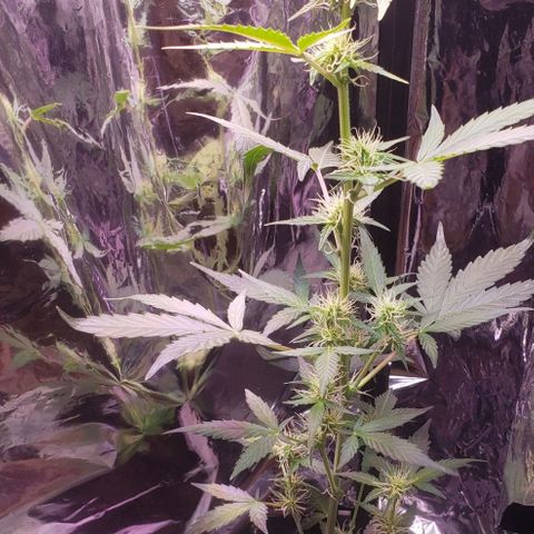 OG COOKIES - 01121 growlog timeline photo