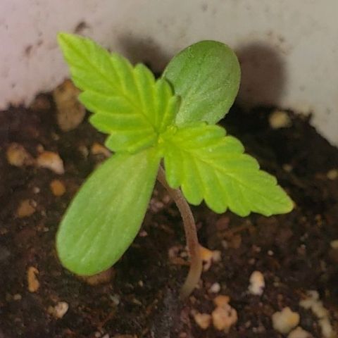 OG COOKIES - 022321 growlog timeline photo