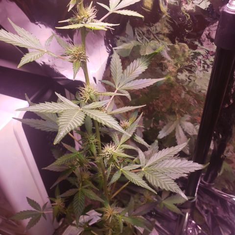 OG COOKIES - 01121 growlog timeline photo