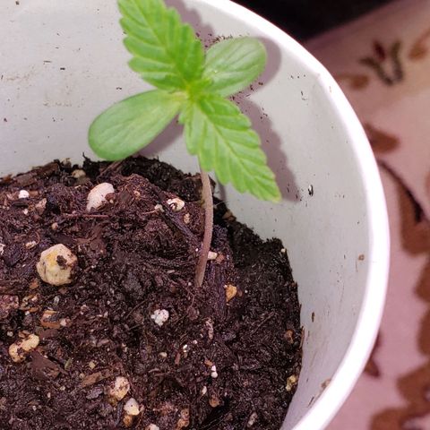 OG COOKIES - 022321 growlog timeline photo