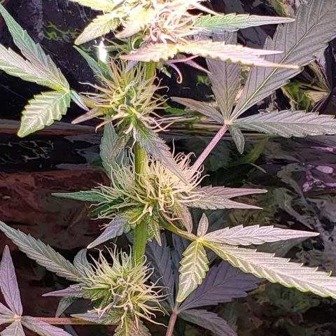 OG COOKIES - 01121 growlog photo: Buds getting bigger by the day. Pungently loudly loud.