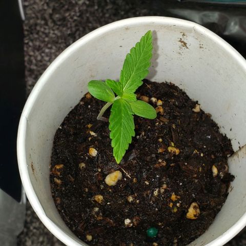 OG COOKIES - 022321 growlog photo: 2.5 inches tall. With development of two new fan leaves is my indicator to begin veg cycle.