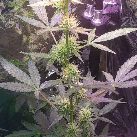 OG COOKIES - 01121 growlog photo: No water.