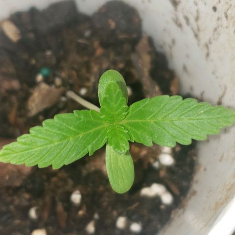 OG COOKIES - 022321 growlog timeline photo