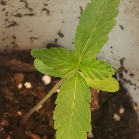 OG COOKIES - 022321 growlog photo: 7am - 10pm light cycle 