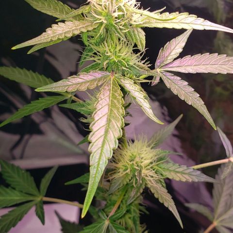 OG COOKIES - 01121 growlog timeline photo