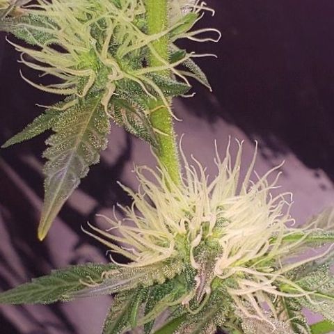 OG COOKIES - 01121 growlog timeline photo
