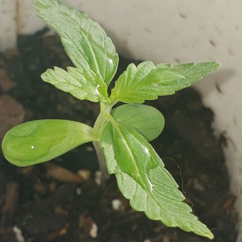 OG COOKIES - 022321 growlog timeline photo