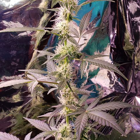 OG COOKIES - 01121 growlog timeline photo