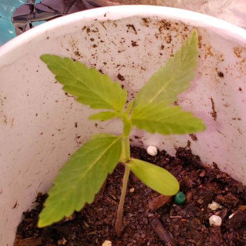 OG COOKIES - 022321 growlog timeline photo