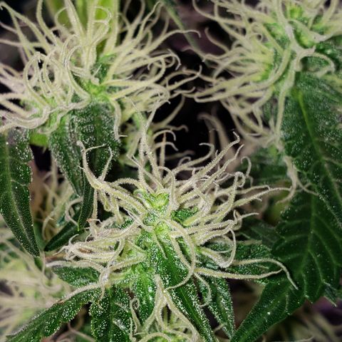 OG COOKIES - 01121 growlog photo: The Black Tea Compost Potash really pushes flower production. 
