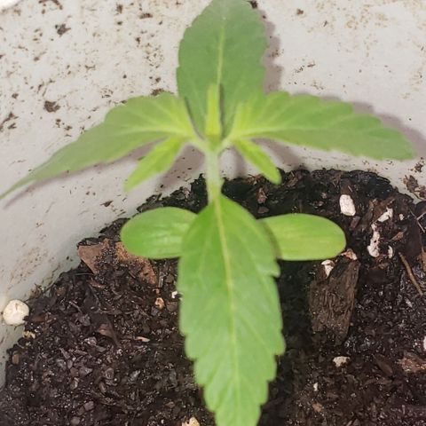 OG COOKIES - 022321 growlog timeline photo