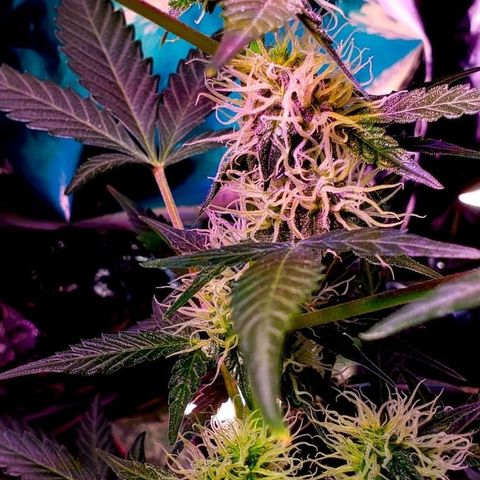 OG COOKIES - 01121 growlog timeline photo