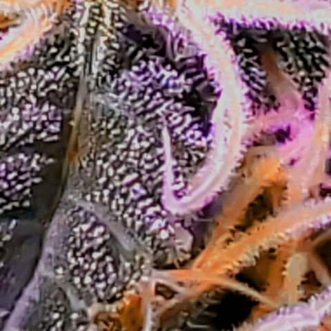 OG COOKIES - 01121 growlog photo: Sugar leaf...  Trichomes are looking good.