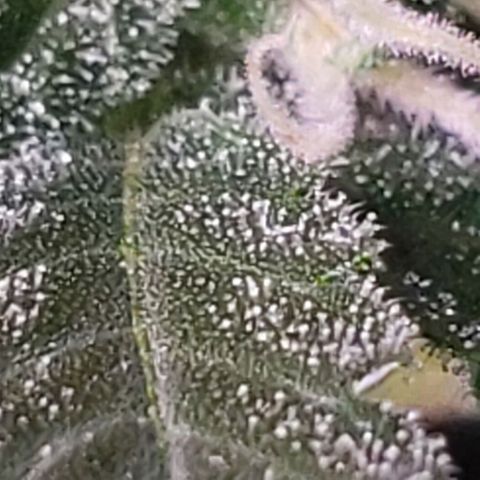 OG COOKIES - 01121 growlog timeline photo