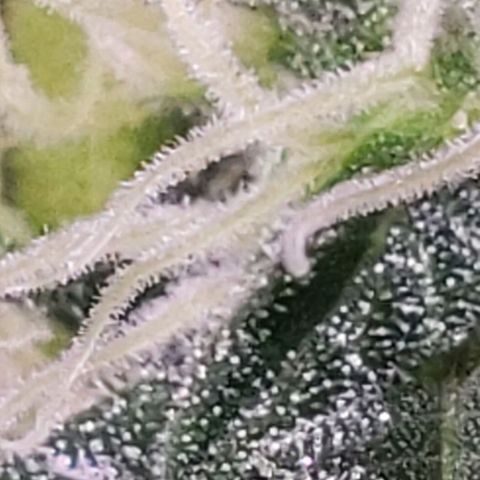 OG COOKIES - 01121 growlog timeline photo