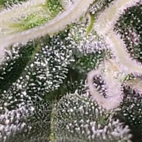 OG COOKIES - 01121 growlog timeline photo