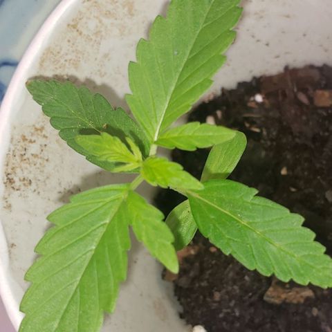 OG COOKIES - 022321 growlog timeline photo