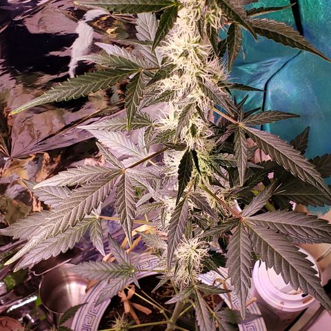 OG COOKIES - 01121 growlog photo: Once plant stops vertical growing, tie down and lollipop lower branches. 