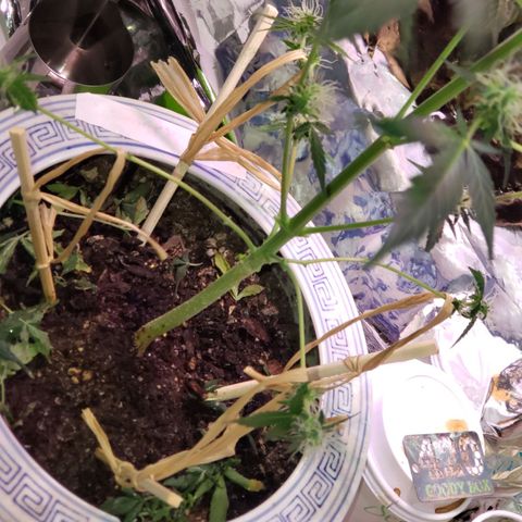 OG COOKIES - 01121 growlog photo: Once plant stops vertical growing, tie down and lollipop lower branches. 