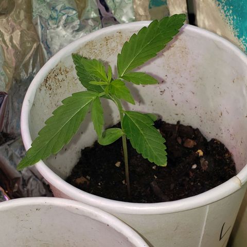 OG COOKIES - 022321 growlog timeline photo