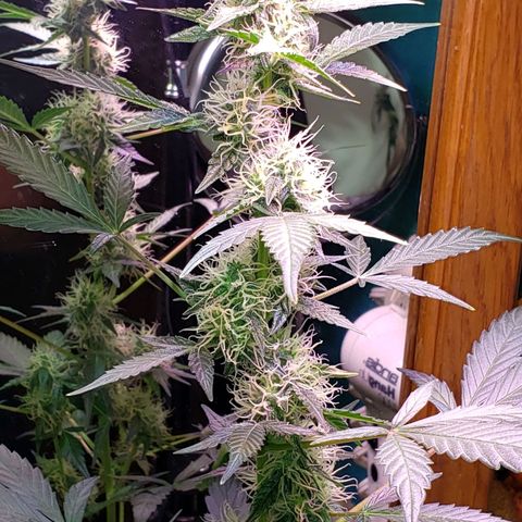 OG COOKIES - 01121 growlog timeline photo