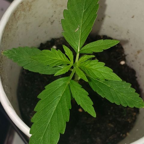 OG COOKIES - 022321 growlog timeline photo