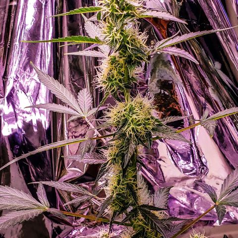 OG COOKIES - 01121 growlog photo: 5 more weeks to go.