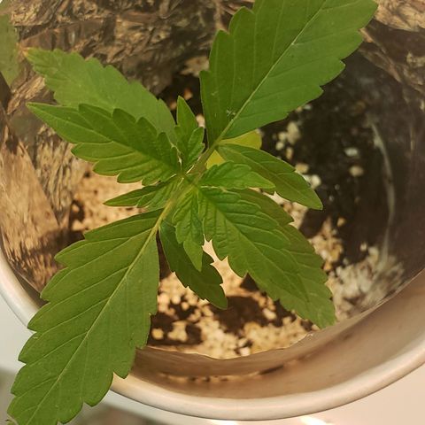 OG COOKIES - 022321 growlog timeline photo