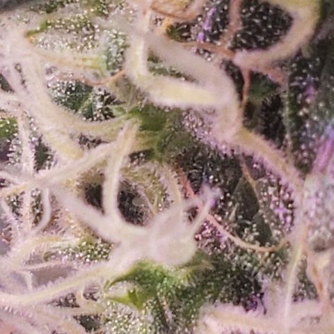 OG COOKIES - 01121 growlog timeline photo