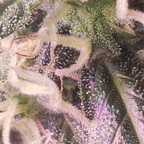 OG COOKIES - 01121 growlog timeline photo