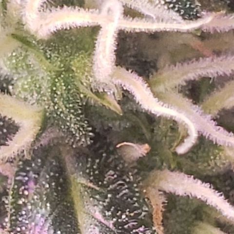 OG COOKIES - 01121 growlog timeline photo