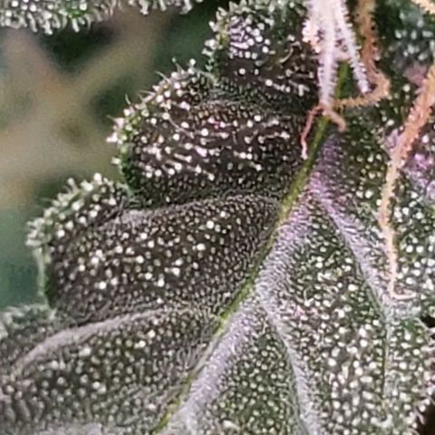 OG COOKIES - 01121 growlog photo: “Some of my finest hours have been spent on my back veranda, smoking hemp and observing as far as my eye can see.” 

~ Thomas Jefferson