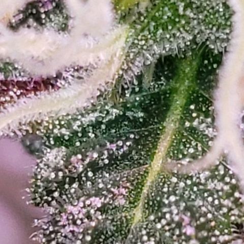 OG COOKIES - 01121 growlog photo: “Some of my finest hours have been spent on my back veranda, smoking hemp and observing as far as my eye can see.” 

~ Thomas Jefferson