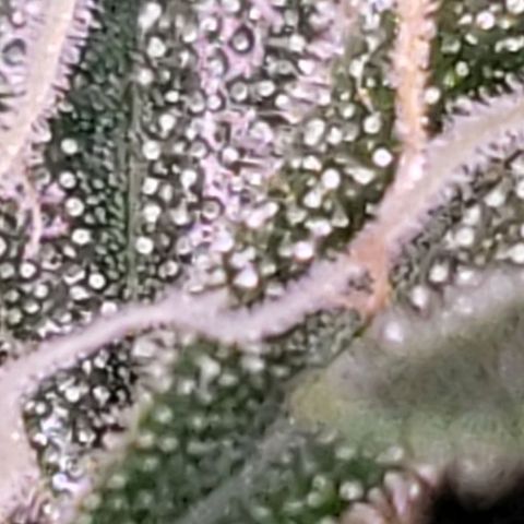 OG COOKIES - 01121 growlog photo: “Some of my finest hours have been spent on my back veranda, smoking hemp and observing as far as my eye can see.” 

~ Thomas Jefferson
