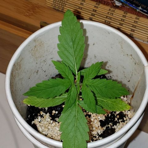 OG COOKIES - 022321 growlog photo: Couple more weeks until transplant.