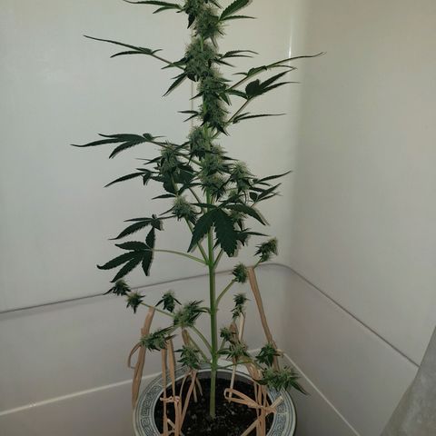 OG COOKIES - 01121 growlog timeline photo
