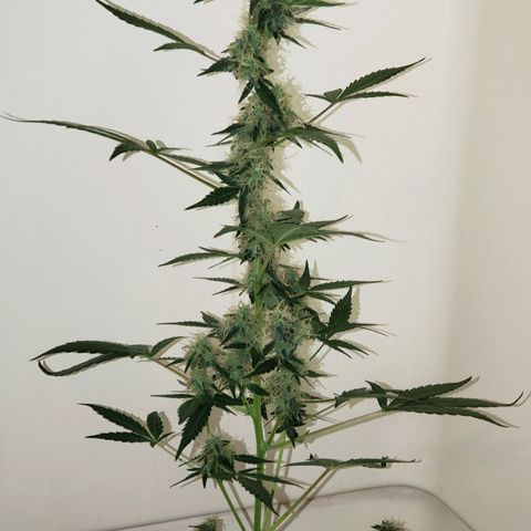 OG COOKIES - 01121 growlog timeline photo