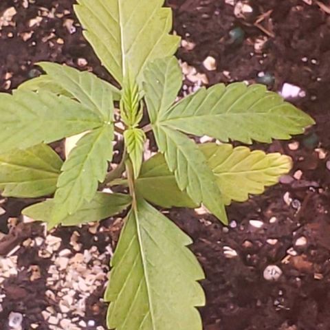OG COOKIES - 022321 growlog timeline photo