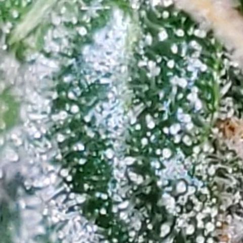 OG COOKIES - 01121 growlog photo: What I'm actually growing. 