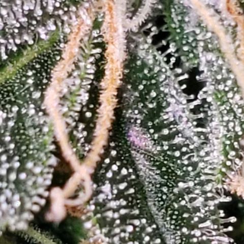 OG COOKIES - 01121 growlog photo: What I'm actually growing. 