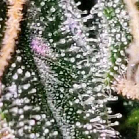OG COOKIES - 01121 growlog photo: What I'm actually growing. 