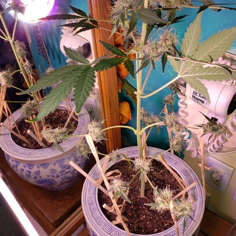 OG COOKIES - 01121 growlog photo: Lollipoped and tied-down bottom limbs putting on weight and getting fat, with 3 weeks and 3 days to go.