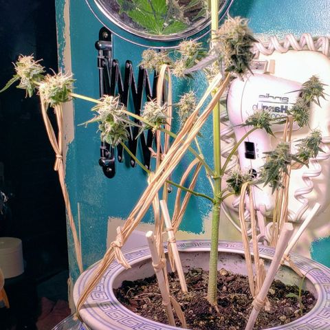 OG COOKIES - 01121 growlog photo: Lollipoped and tied-down bottom limbs putting on weight and getting fat, with 3 weeks and 3 days to go.