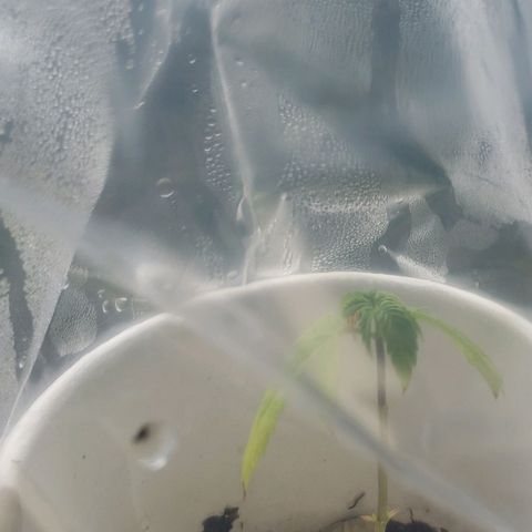 OG COOKIES - 022321 growlog photo: She started getting sick and dropping leaves. Placed her in hydration bubble and seems to have stopped its rapid Abscission.  Not sure what stressed her but will leave in bubble and natural sunlight until it recovers. After one week, new leaves are already beginning to form where abscission occured. 