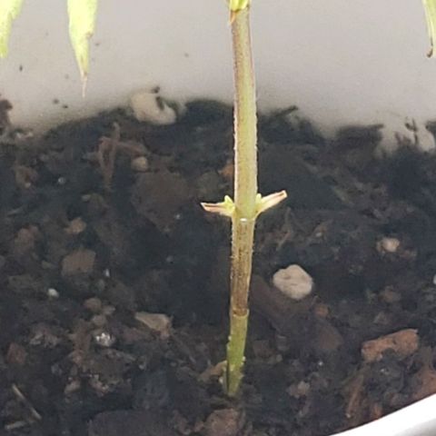 OG COOKIES - 022321 growlog photo: So, I noticed the case for sudden leaf drop and stunted growth. There's a fungus growing up from the roots that caused the plant to drop its leaves. Need advice on treating fungus or mold in root zone.
