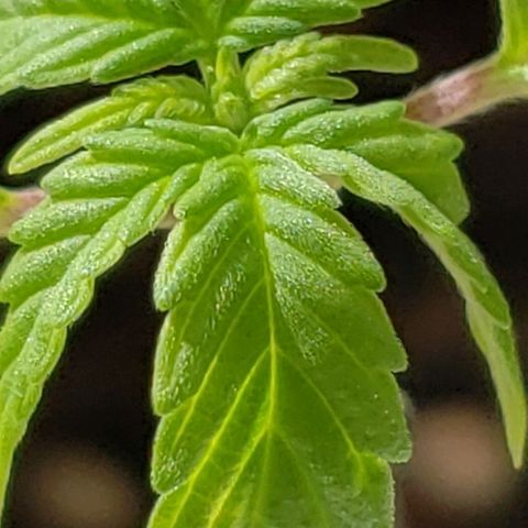 OG COOKIES - 022321 growlog timeline photo